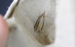 Donacaula forficella