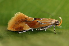 Epicallima formosella