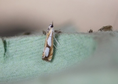 Catoptria pinella