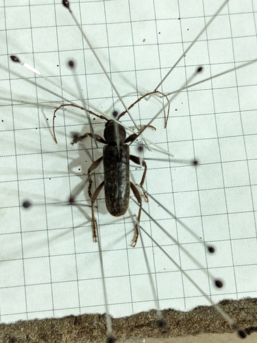 Photo of velvet longhorned beetle (Trichoferus campestris)