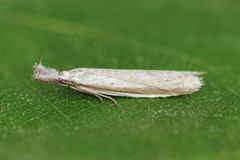 Pleurota bicostella