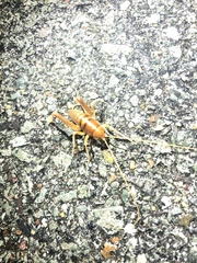 Ceuthophilus hesperus