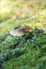 Xerocomus ferrugineus