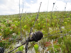 Leucadendron platyspermum