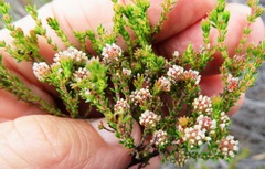 Erica globiceps globiceps