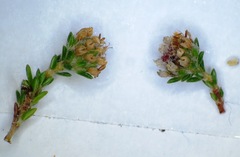 Erica globiceps globiceps