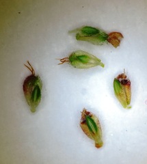 Erica globiceps globiceps