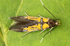 Schiffermuelleria schaefferella