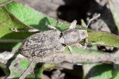 Tanymecus palliatus