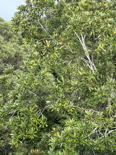 Strangler fig (Ficus destruens)