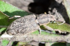 Tanymecus palliatus