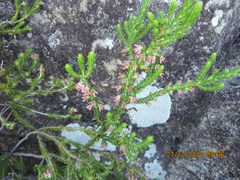 Erica straussiana