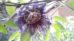 Passiflora cincinnata