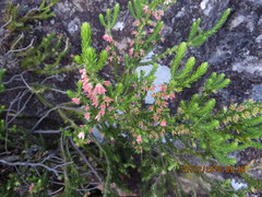 Erica straussiana