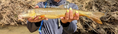 Flannelmouth sucker (Catostomus latipinnis) — Catostomidae