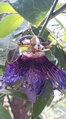 Passiflora cincinnata