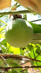 Passiflora cincinnata