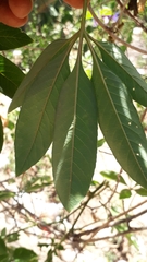 Passiflora cincinnata