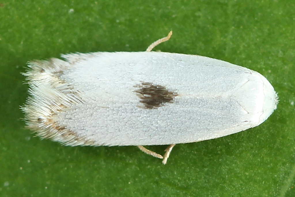 White Eye-capped Moths