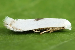 Pseudopostega auritella