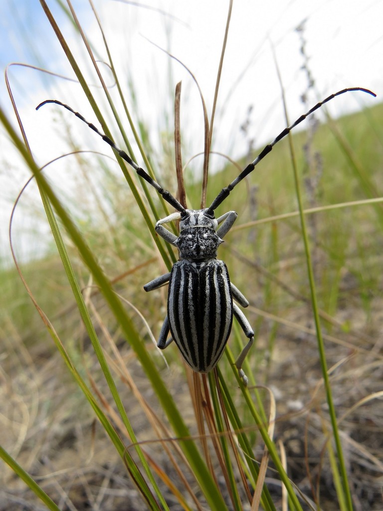 Ornatodorcadion