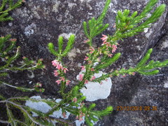Erica straussiana