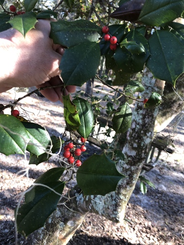 Ilex opaca image