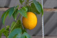 Momordica cochinchinensis