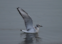 Chroicocephalus philadelphia