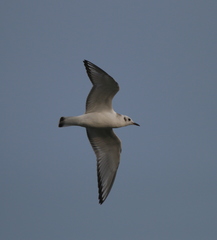 Chroicocephalus philadelphia