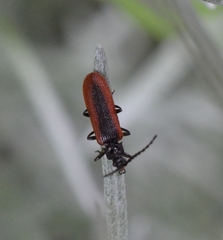 Omalisus fontisbellaquei