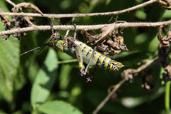 Zonocerus variegatus