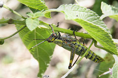 Zonocerus variegatus