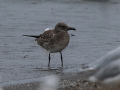 Leucophaeus atricilla
