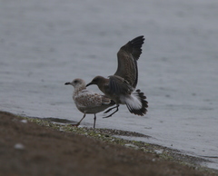 Leucophaeus atricilla