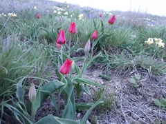 Tulipa suaveolens