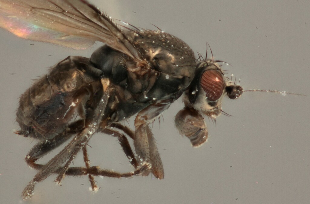 Opacifrons bisecta