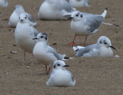 Hydrocoloeus minutus