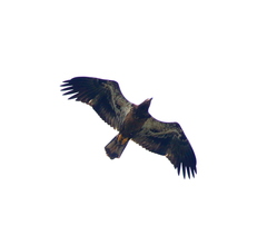 Haliaeetus leucocephalus
