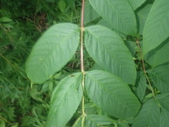 Fraxinus nigra image