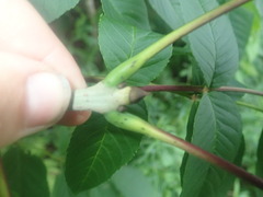 Fraxinus nigra image