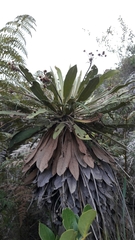 Espeletia corymbosa
