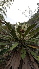 Espeletia corymbosa