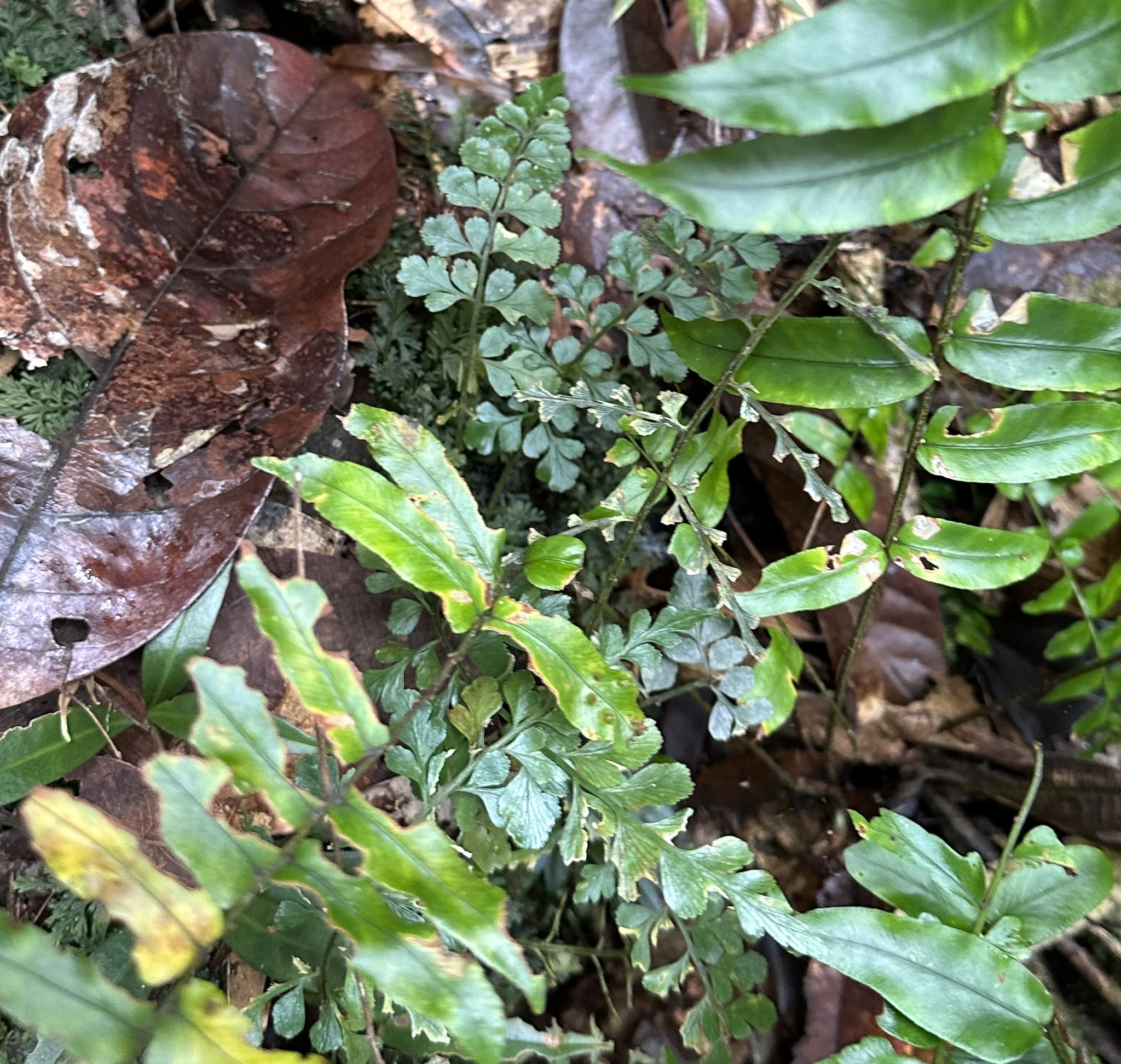 Wedgeleaf Spleenwort (Asplenium cuneatum)
