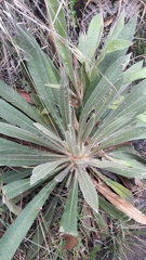 Espeletia corymbosa