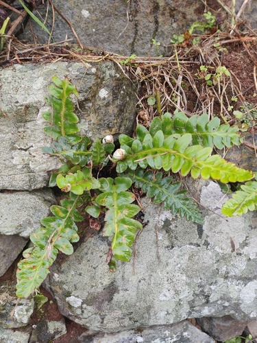 Asplenium lolegnamense (Asplenium lolegnamense)