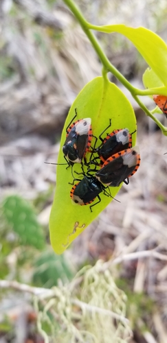 Vulsirea nigrorubra