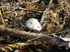 Battarreoides diguetii