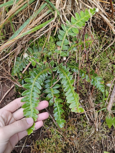 Asplenium lolegnamense (Asplenium lolegnamense)