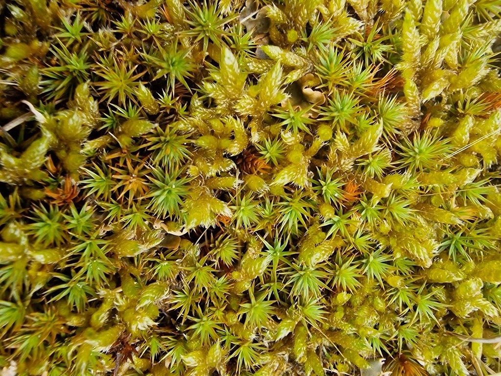 Juniper Haircap Moss From East Head West Wittering Po20, Uk On July 24 